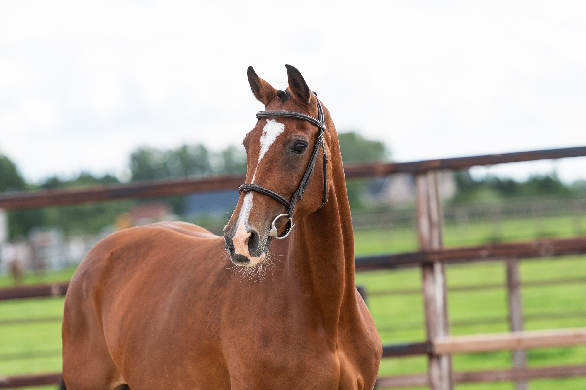 horse